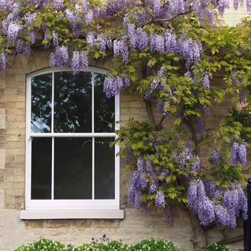 Featured image for “Discover Roseview Windows”